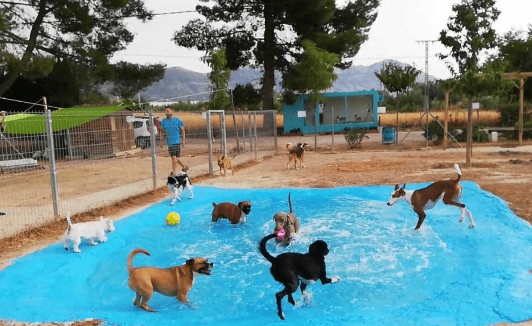 12 ideas de Dog Playground  parque para perros, perros, hotel canino